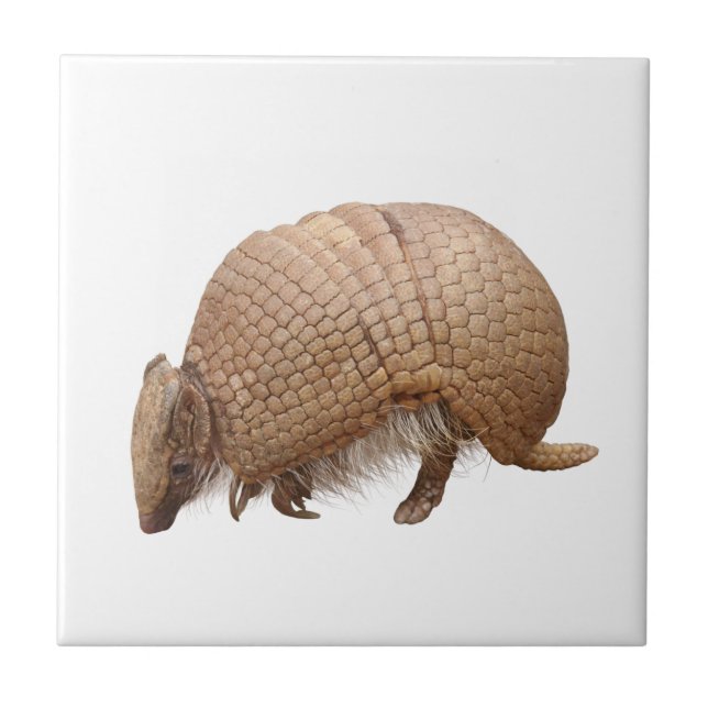 Armadillo Tile (Front)