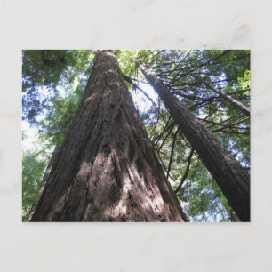 Armstrong Woods, Ca. Postcard