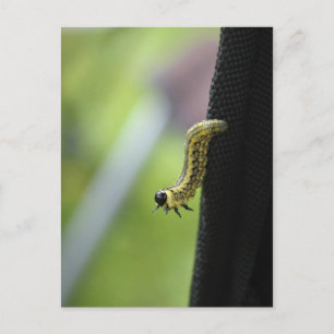 Army Worm Postcard
