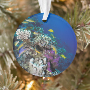 Around Small Coral