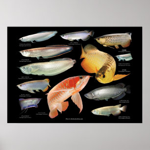 Arowanaたちのポスター Poster