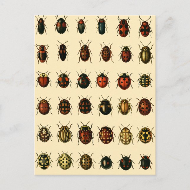 Array of Ladybirds Postcard (Front)