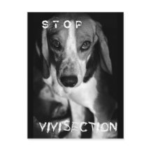 Arrêter la vivisection - Carte postale