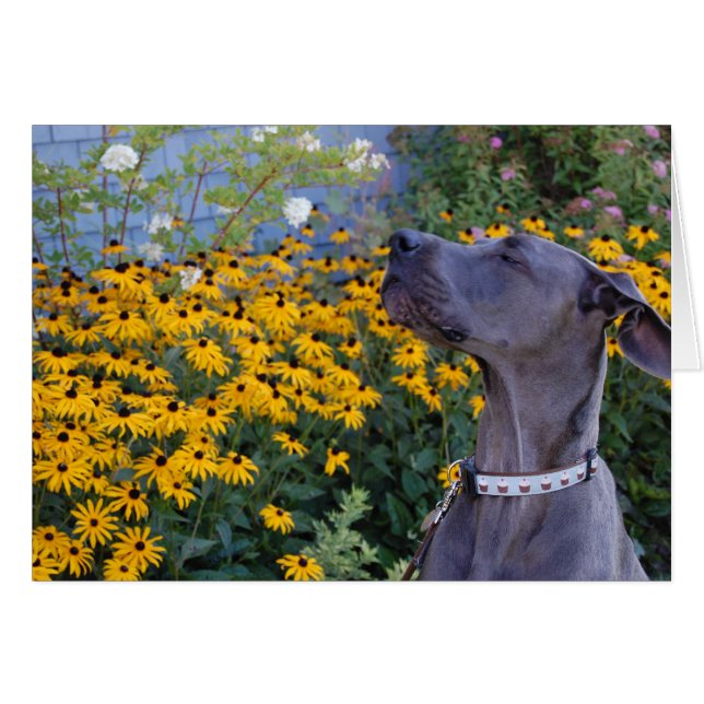 Arrêtez et sentez la carte Fleurs (Devant horizontal)