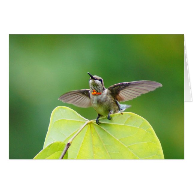 Arrêtez-vous ! (Devant horizontal)