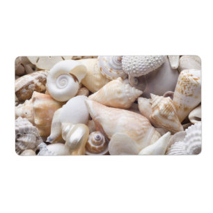 Arrière - plan de Shell de mer de la Floride - la