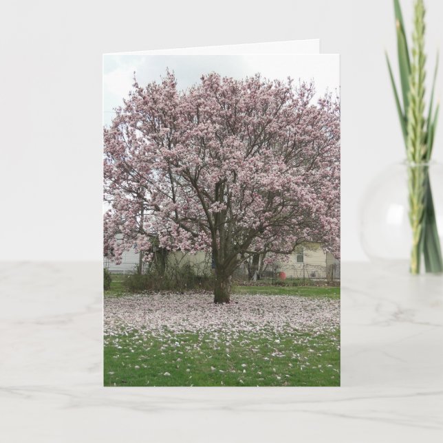 Arrival of Spring, Magnolia Tulip Tree Card (Front)