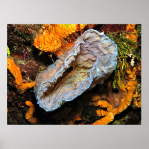 Arrow Crab Straddling a Sponge Poster