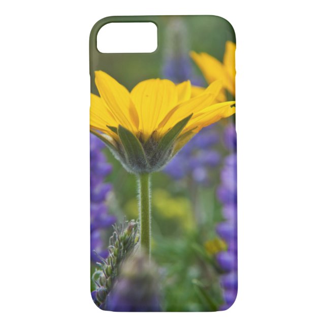 Arrowleaf Balsam Root and Lupine in Spring Bloom Case-Mate iPhone Case (Back)