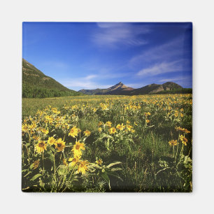Arrowleaf balsomroot covers the praire with magnet