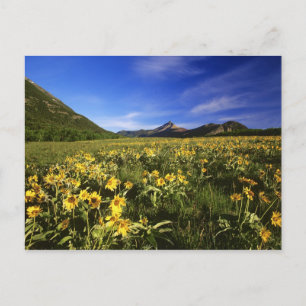 Arrowleaf balsomroot covers the praire with postcard