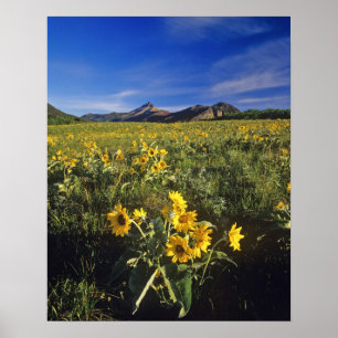 Arrowleaf balsomroot wildflowers in Waterton 2 Poster