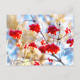 Arrowwood Berries Postcard