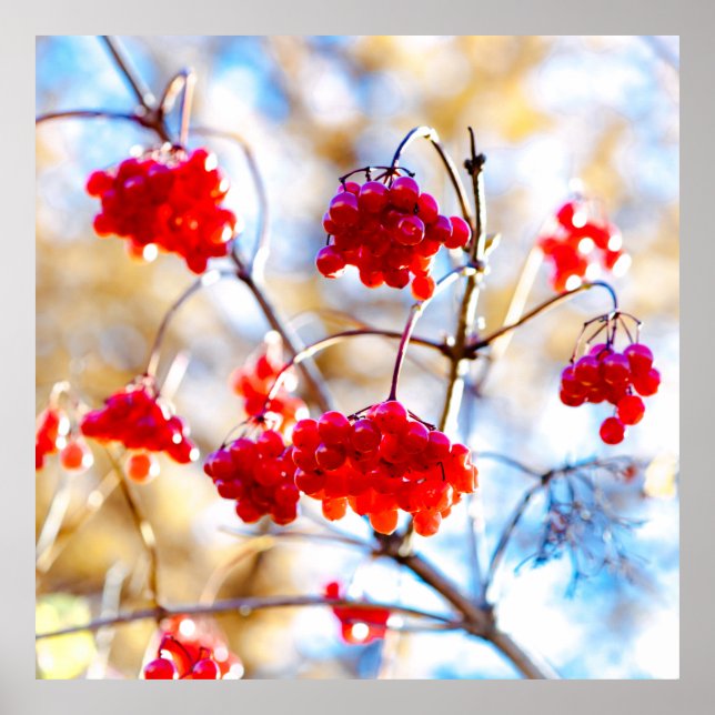 Arrowwood Berries Poster (Front)