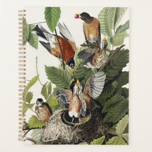 Art ancien nid d'oiseau Merle d'Amérique d'Audubon