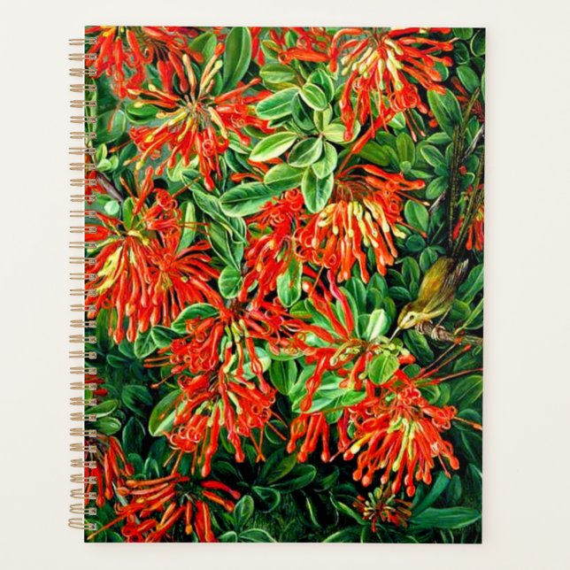 Art botanique : Burning Bush et Emu Wren du Chili (Devant)