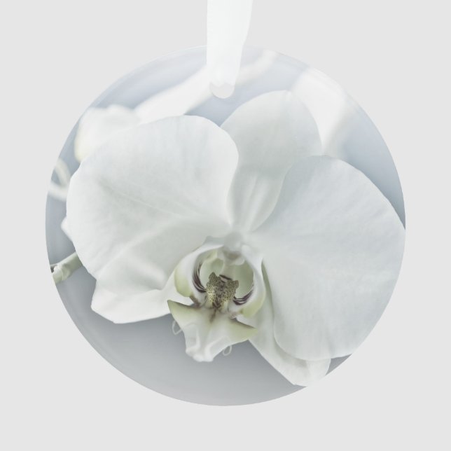 Art botanique de l'orchidée blanche élégante (devant)