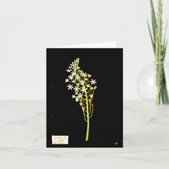 Art carte pour notes-Botanique Mary Delany 2 (Devant)