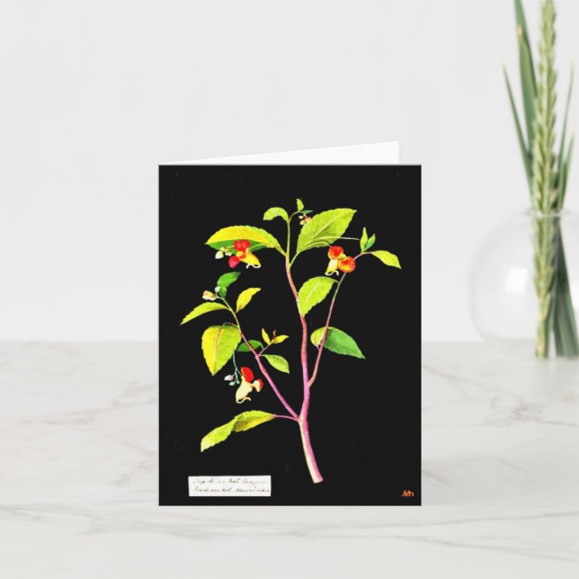 Art carte pour notes-Botanique Mary Delany 7 (Devant)