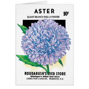 Art de pochette de graines vintage, fleurs d'aster