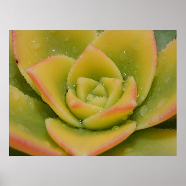 Art mural de succulente | Impression botanique de  (Devant)