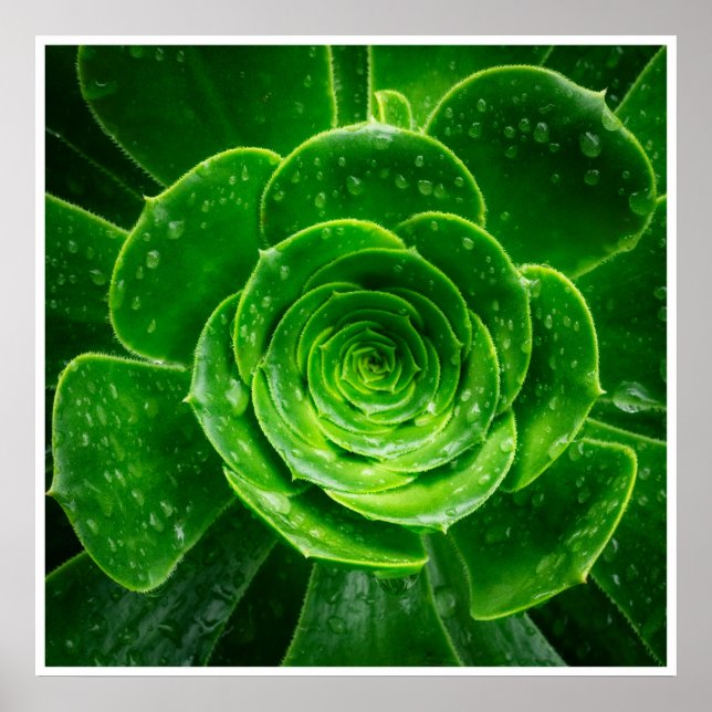 Art mural de succulente verte | Impression botaniq (Devant)