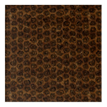 Chat de la Jungle américaine