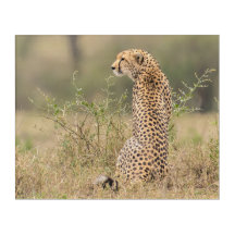 Cheetah dans un cadre africain sauvage