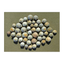 COQUILLES DE DIAMONDES 10x14