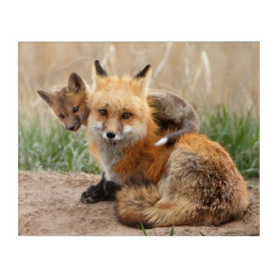 Art Mural En Acrylique Cutest Baby Animals   Red Fox & Baby