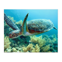 La tortue verte nage dans la mer Rouge
