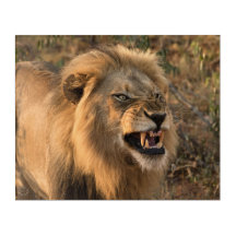 Le lion en milieu africain sauvage