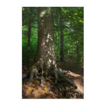 Répression des baleines