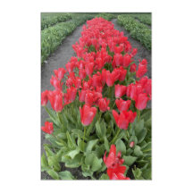 Tulipes de printemps dans l'art acrylique PNW