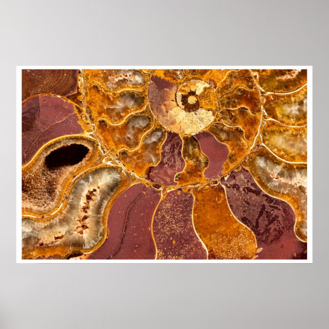 Art mural fossile d'ammonite | Abstrait tons de te (Devant)