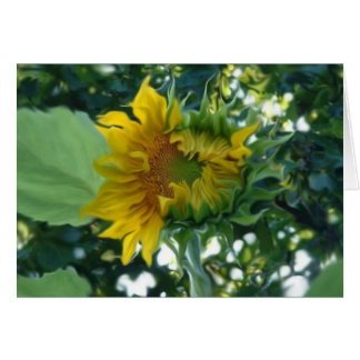 Art numérique Tournesol Ouverture dans la lumière