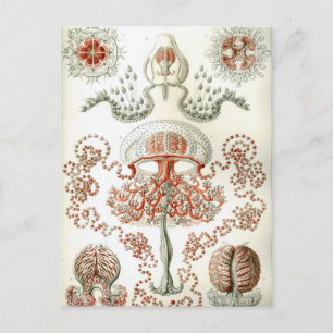 Art of Nature Vintage Ernst Haeckel Anthomedusae Postcard
