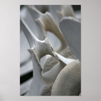 Art Print: Whale Vertebrae Poster