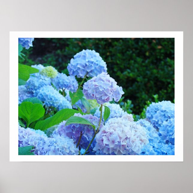 Art Prints Decorative Blue Hydrangea Flowers Flora (Front)