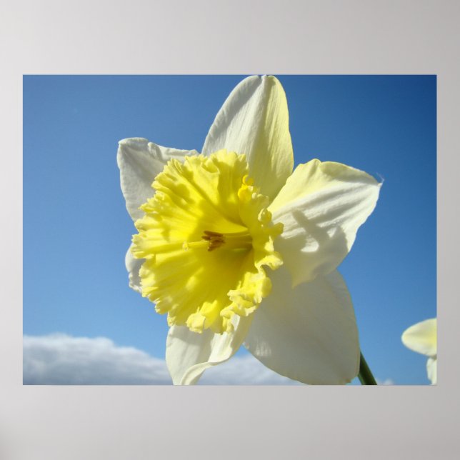 ART PRINTS Yellow Daffodil Flowers Canvas Artwork (Front)