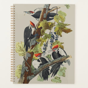 Art vintage d'oiseau pic à tête rouge d'Audubon