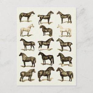Art vintage Horse Breeds Carte postale imprimée