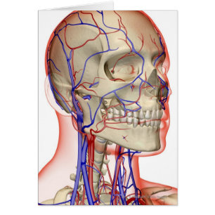 Artères et veines dans la tête et le cou