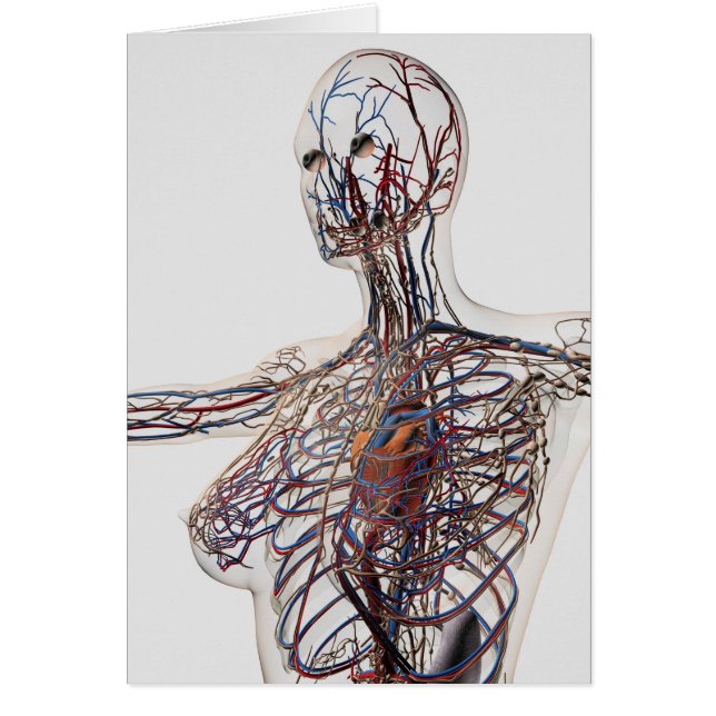 Artères, Veines Et Système Lymphatique 1 (Devant)