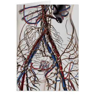 Artères, Veines Et Système Lymphatique 4