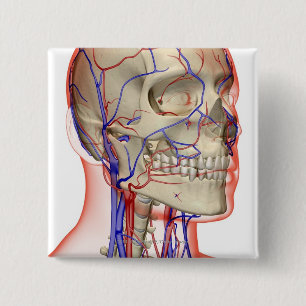 Arteries and veins in the head and neck 2 inch square button