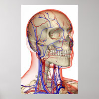 Arteries and veins in the head and neck