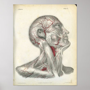 Arteries of the Head & Neck Anatomy Print