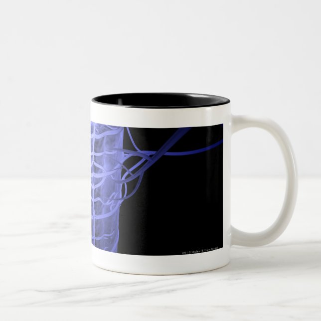 Arteries surrounding part of the spinal column Two-Tone coffee mug (Right)