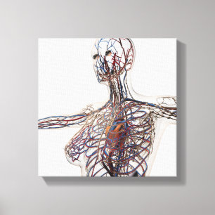 Arteries, Veins, And Lymphatic System 1 Canvas Print
